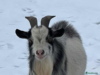 Goats livestock - Advert 31