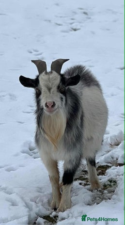 Goats livestock - Advert 8