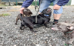 Staffordshire Bull Terrier dogs for adoption: PUDGY – Can’t wait to meet her people!! - Image 3