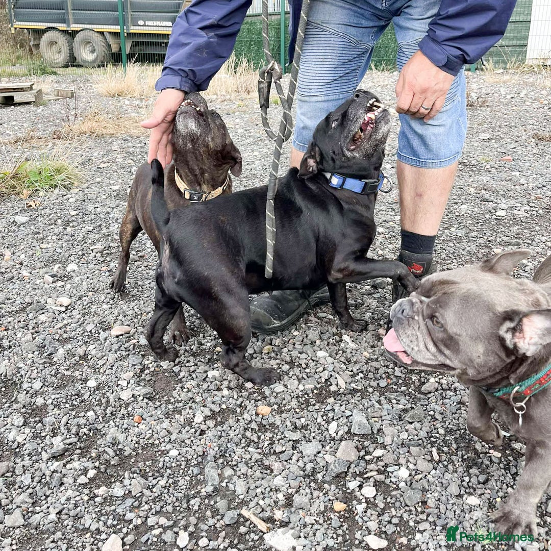 Staffordshire Bull Terrier dogs for adoption: PUDGY – Can’t wait to meet her people!! - Image 3
