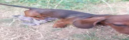 Dachshund dogs for sale: Unusual Red Fade & Red Brindle Standard dachshunds - Advert 2