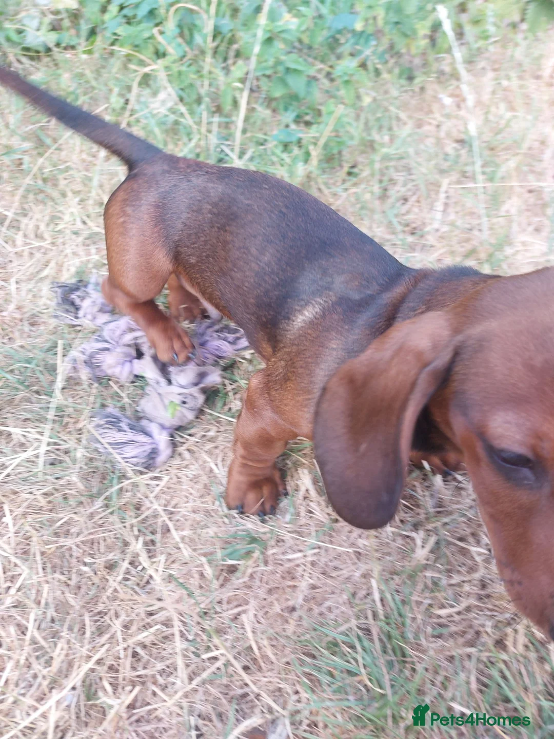 Dachshund dogs for sale: Unusual Red Fade & Red Brindle Standard dachshunds - Advert 2