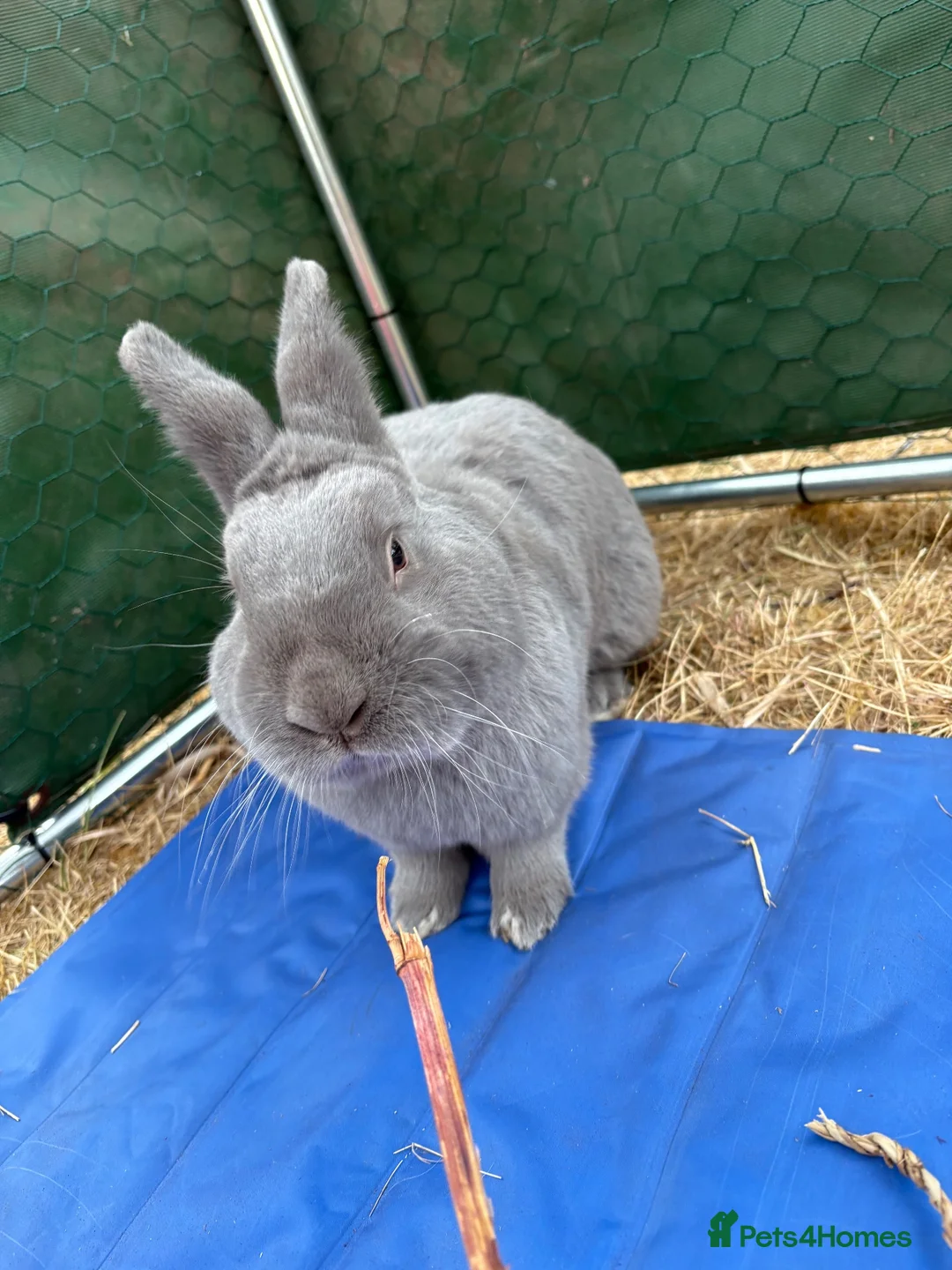Mixed Breed rabbits for sale: Blue holicer boy and Items! - Advert 2