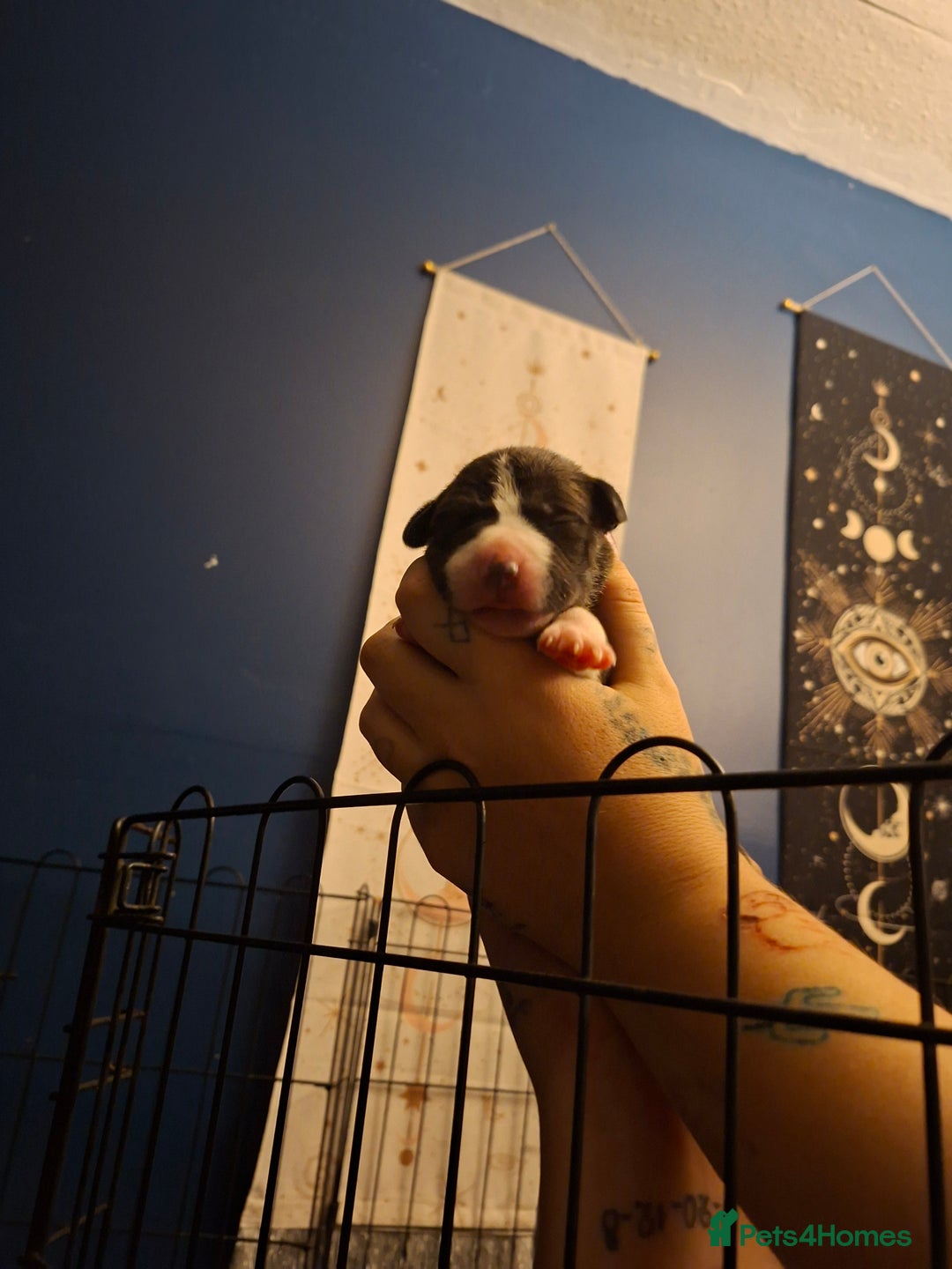 Mixed Breed dogs for sale: Lab/ staffys - Image 10