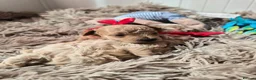 Maltipoo dogs for sale: Toy maltipoo f1b - Advert 17