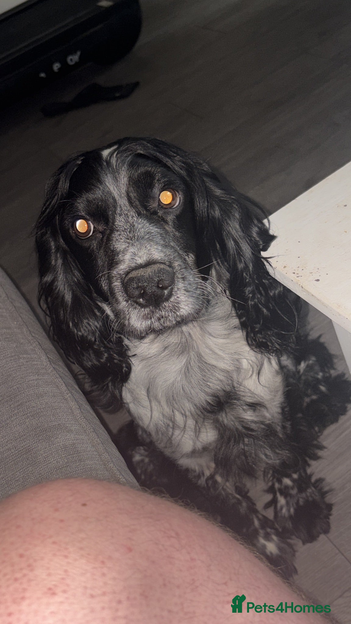 Cocker Spaniel dogs Cocker spaniel stud - Advert 13