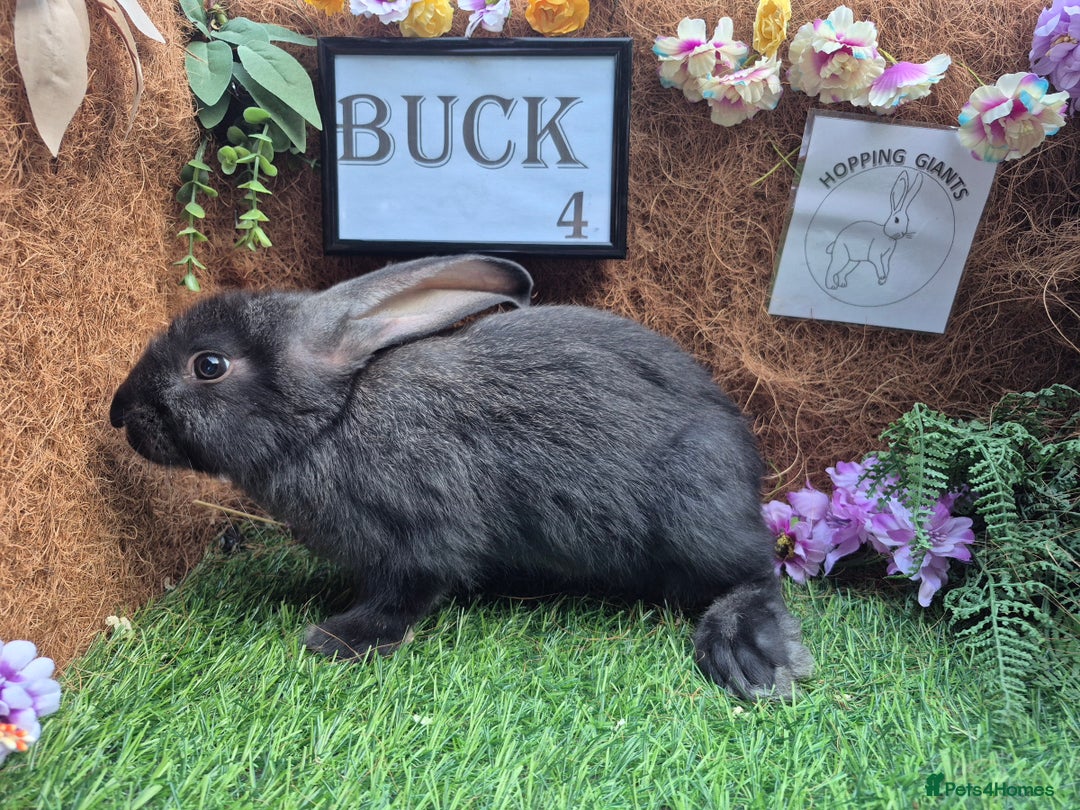 Continental Giant rabbits for sale: Pure Continental Giant Vaccinated  - Image 11
