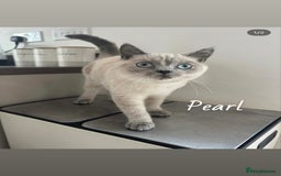 Mixed Breed cats for sale: Friendly cats looking for new forever homes  - Image 4