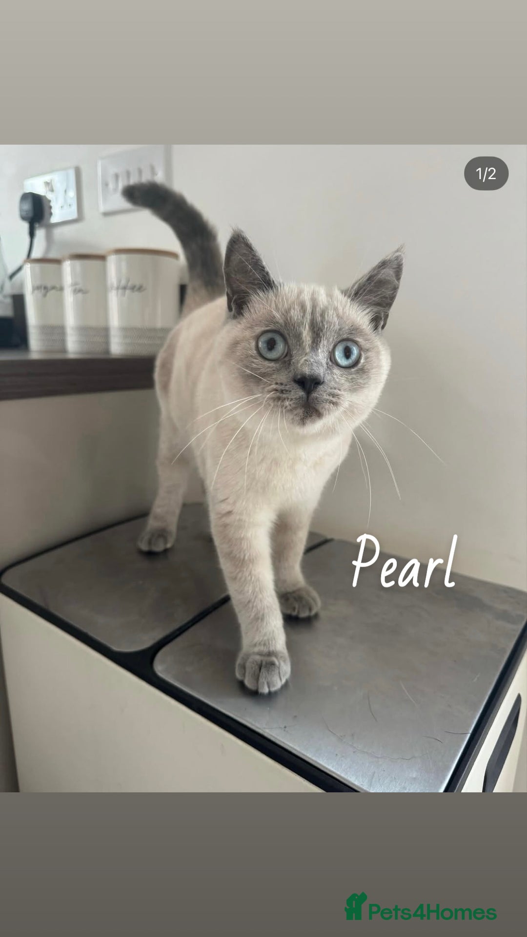 Mixed Breed cats for sale: Friendly cats looking for new forever homes  - Image 4
