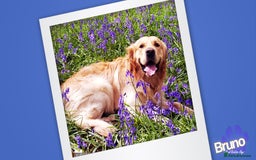 Golden Retriever dogs for stud: KCReg Well Proven Golden Stud, Health & DNA Tested in Wilmslow - Image 12