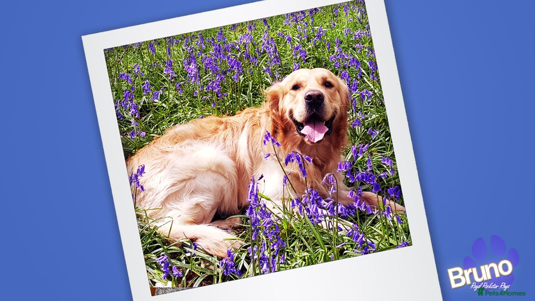 Golden Retriever dogs for stud: KCReg Well Proven Golden Stud, Health & DNA Tested in Wilmslow - Image 12