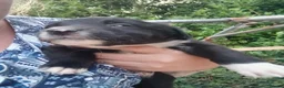 Border Collie dogs for sale: Beautiful collie pupa in Ilkley - Advert 4