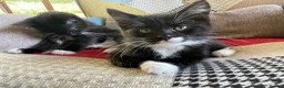 British Shorthair cats for sale: 2 handsome British shorthair boys - Advert 10