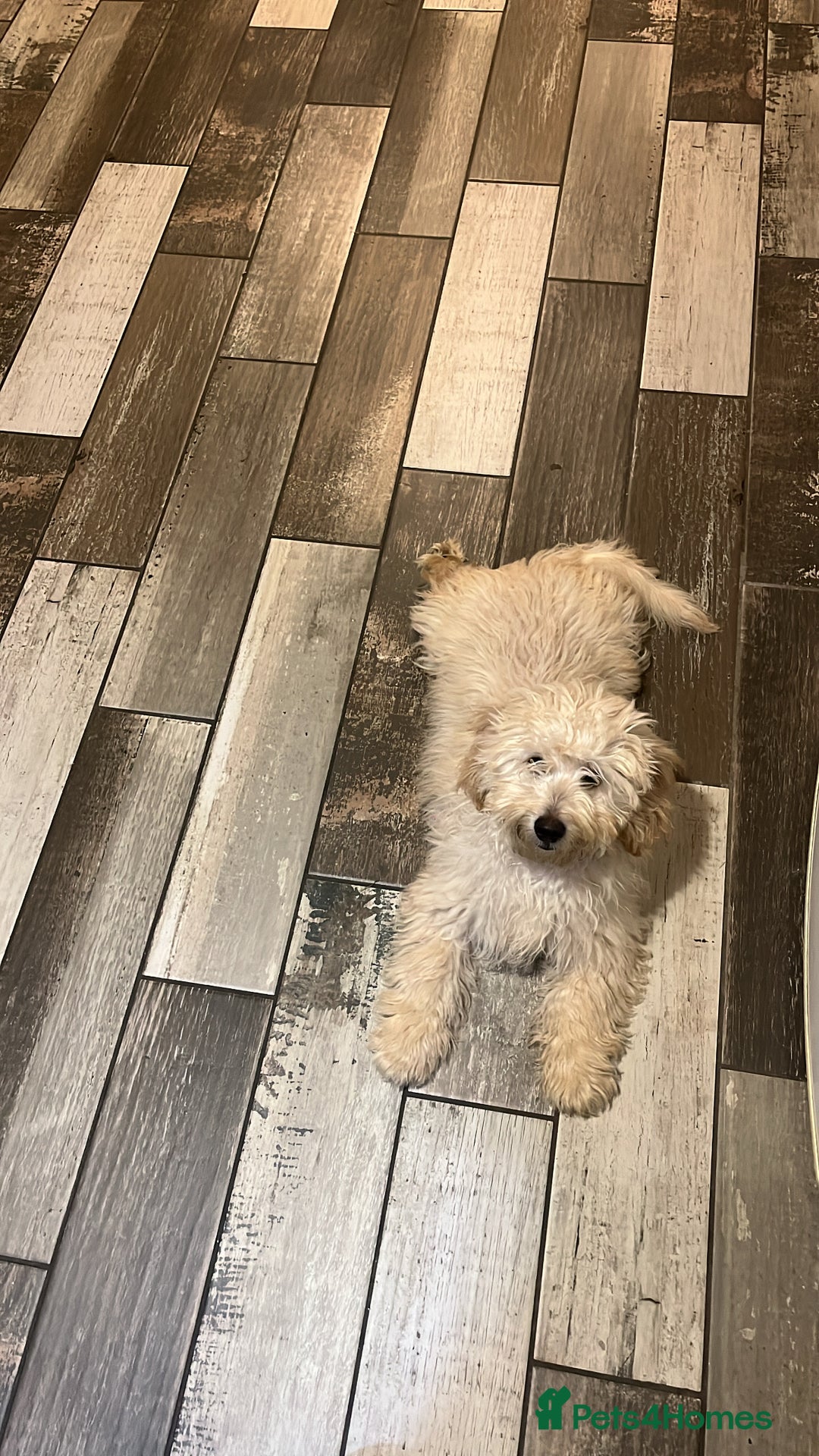 Mixed Breed dogs for sale: Calm, Friendly and Young, Needs a Loving Home  - Advert 1