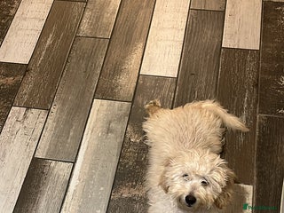 Mixed Breed dogs Calm, Friendly and Young, Needs a Loving Home - Advert 1