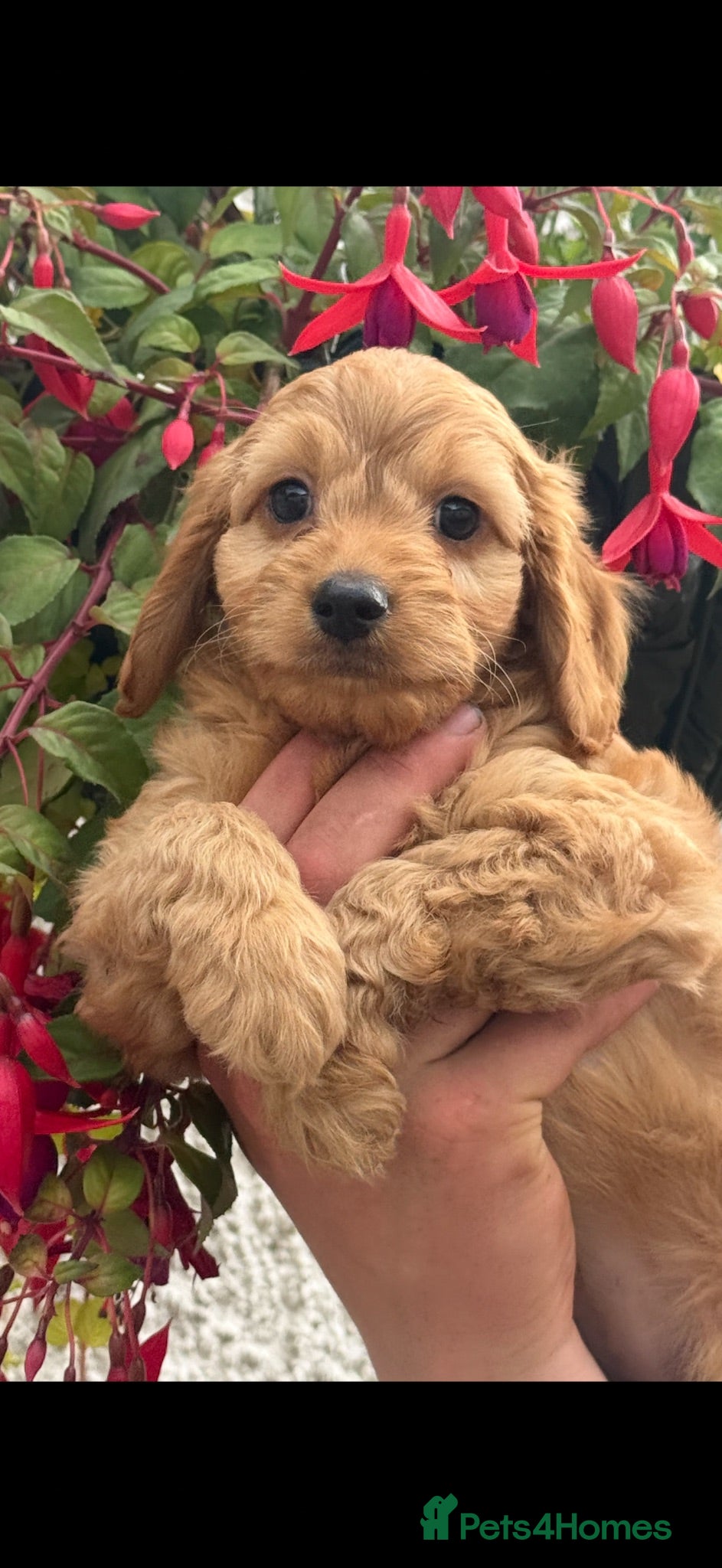 Cockapoo dogs Stunning F1 Cockapoos - Advert 1