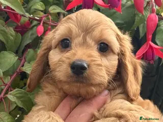 Cockapoo dogs Stunning F1 Cockapoos - Advert 1