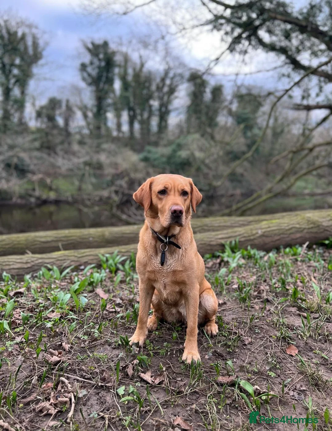 Labrador Retriever dogs for sale: Black and golden Labrador pups for sale  in Darlington - Advert 2