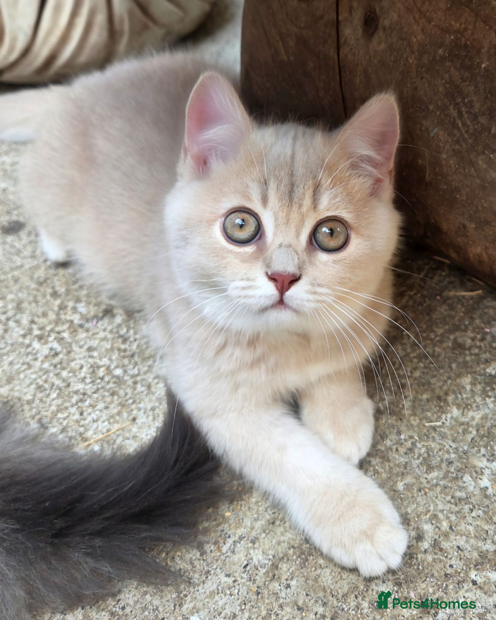British Shorthair cats 💖 GCCF Active Registered Female 💖 - Advert 1