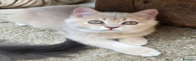 British Shorthair 1
