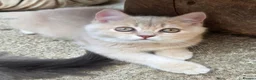 British Shorthair cats for sale: 💖 GCCF Active Registered Female 💖 - Advert 1