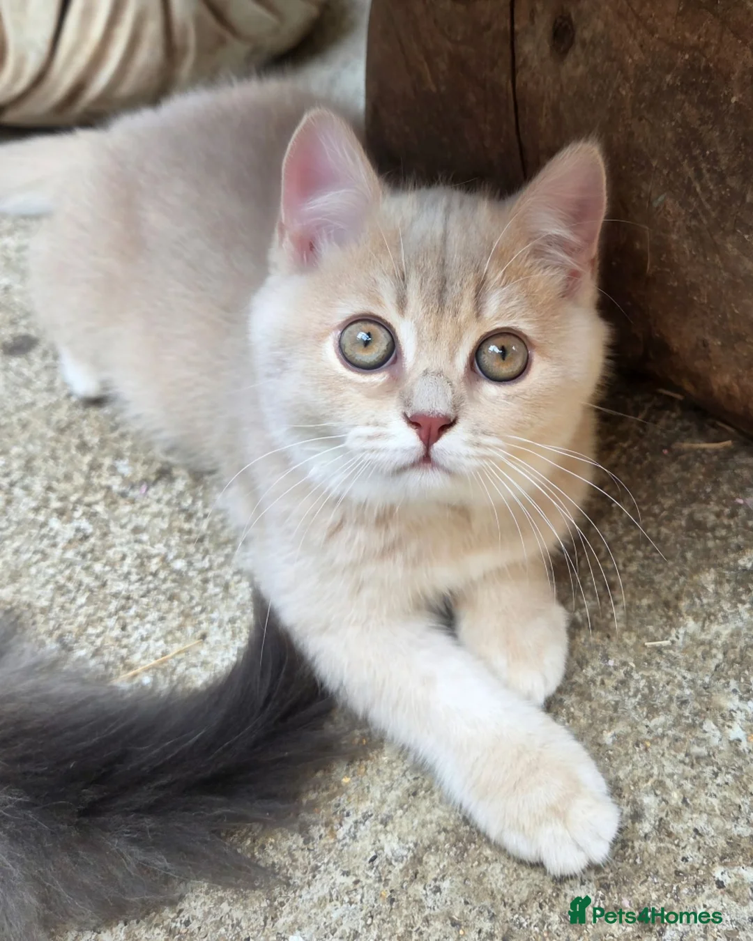 British Shorthair cats for sale: 💖 GCCF Active Registered Female 💖 - Advert 1