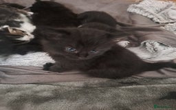 Bombay cats for sale: Kittens  - Image 2
