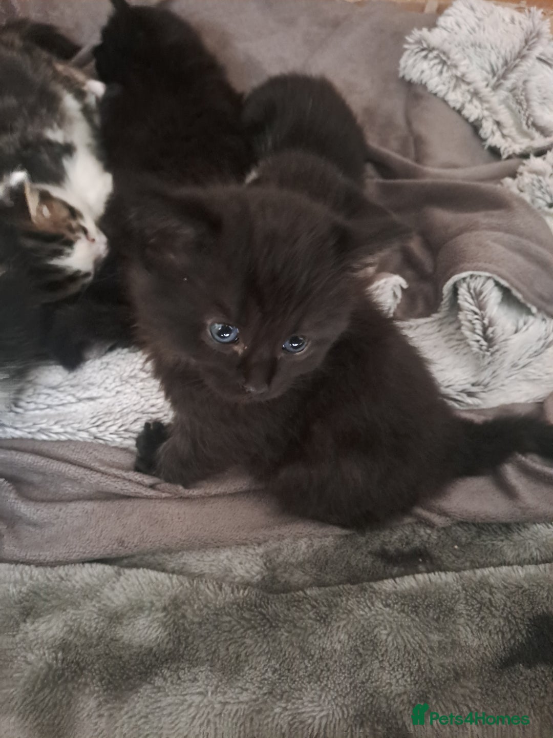 Bombay cats for sale: Kittens  - Image 2