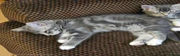 Mixed Breed cats for sale: Amazing kittens - Advert 9