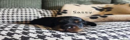 Miniature Dachshund dogs for sale: Stunning KC Registered Longhaired Mini Dachshunds - Advert 13