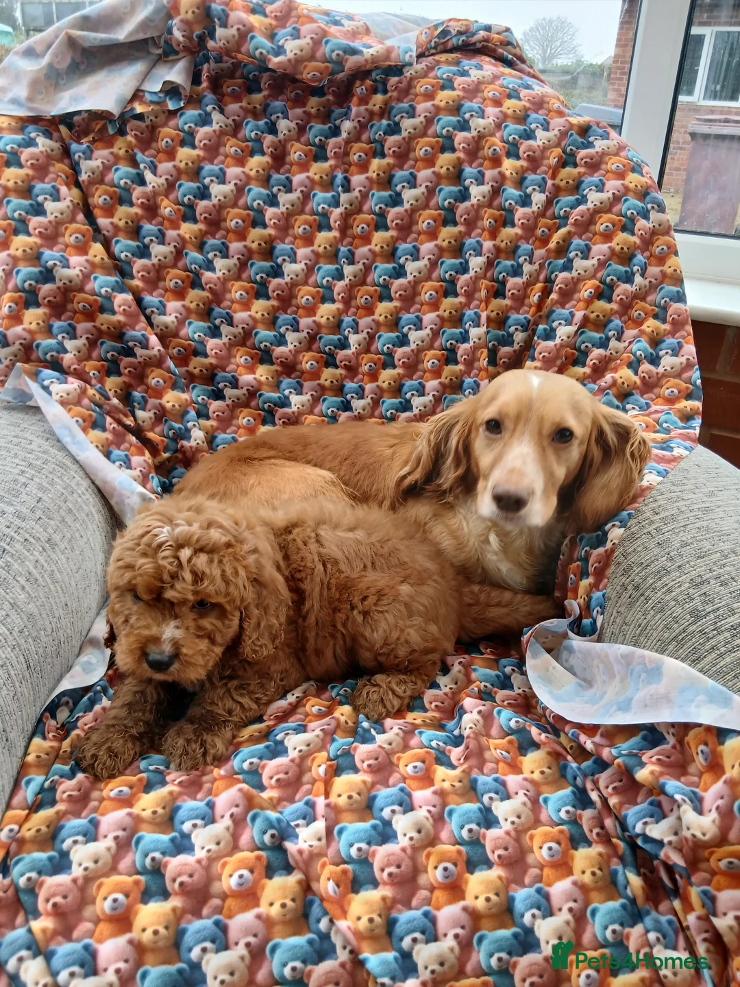 Cockapoo dogs for sale: Cockapoo Puppies PRA Clear - Advert 10