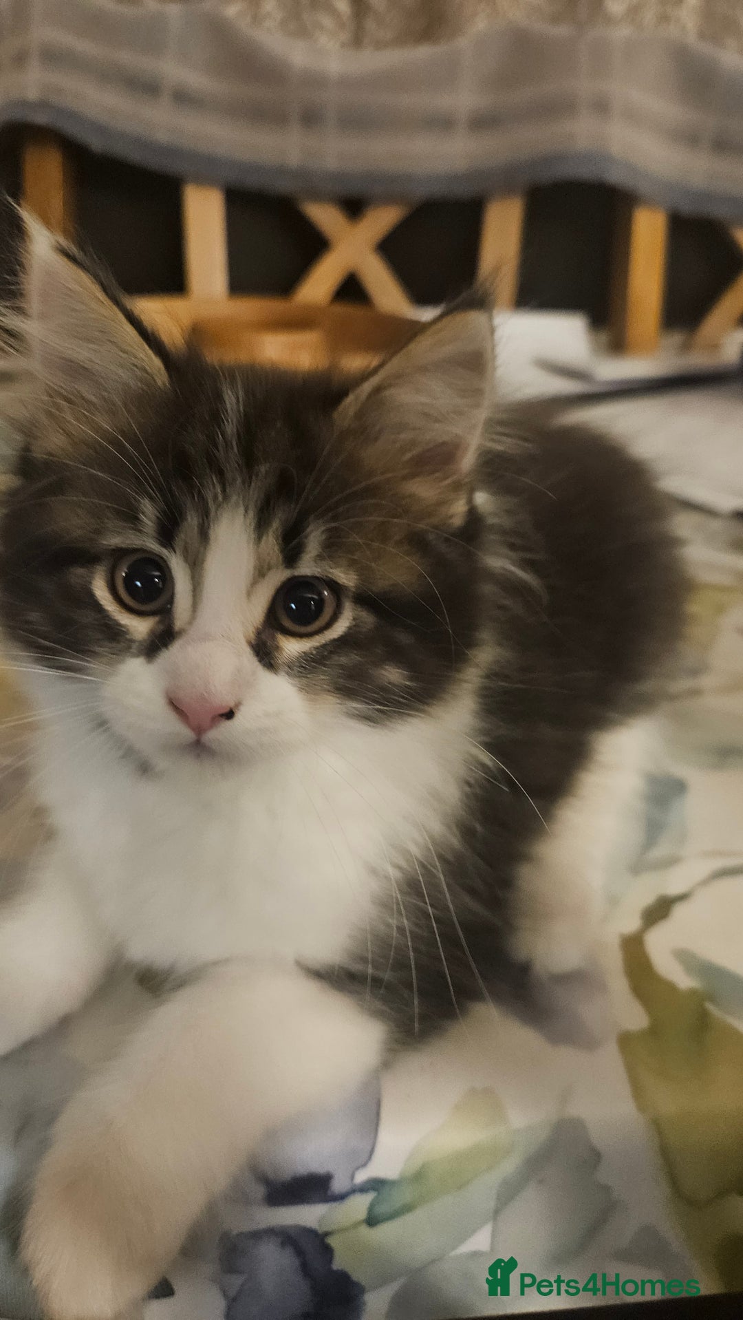 Maine Coon cats for sale: Beautiful Female Mixed Maine Coon kittens - Advert 35