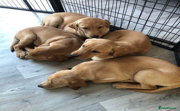 Labrador Retriever dogs - Advert 4