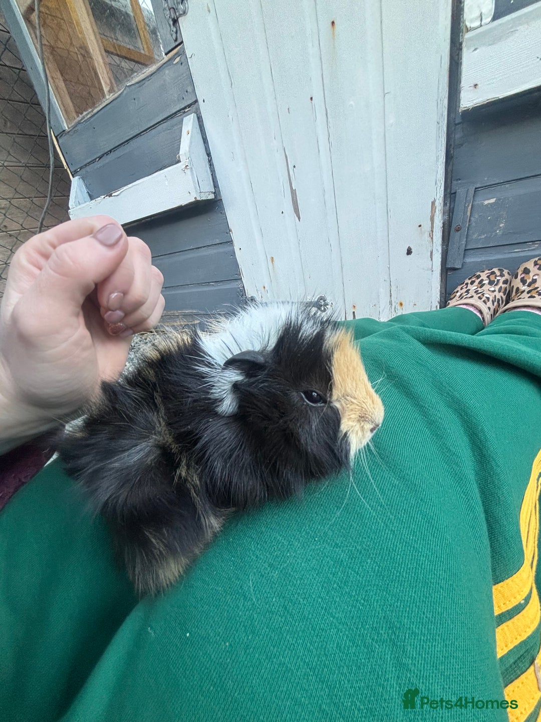 Guinea Pig rodents for sale: 2 beautiful male guinea pig babys - Advert 4