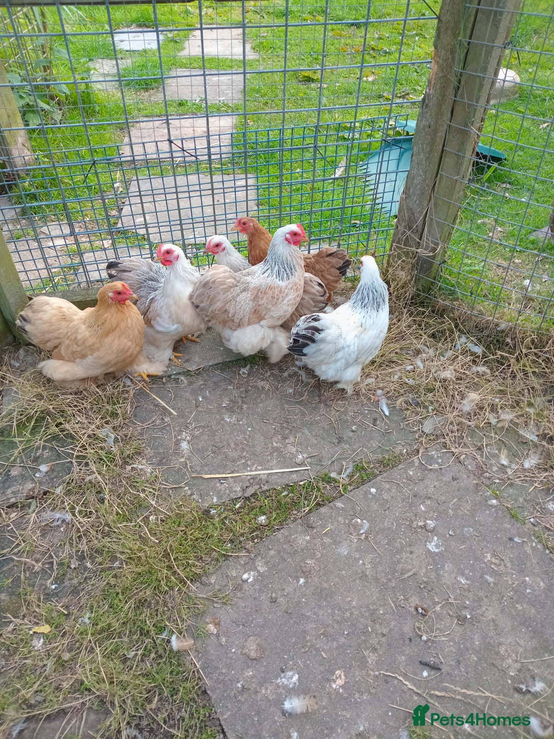 Chickens poultry for sale: Pick n Mix Pekin Bantams Trios Frizzle Cockerel - Image 2