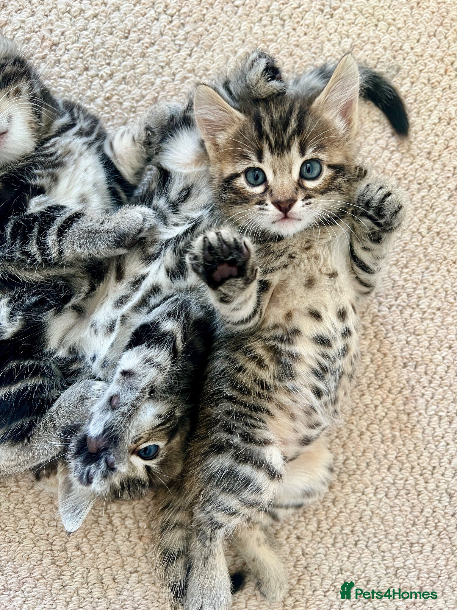 Mixed Breed cats Mixed Bengal Kittens  - Advert 5