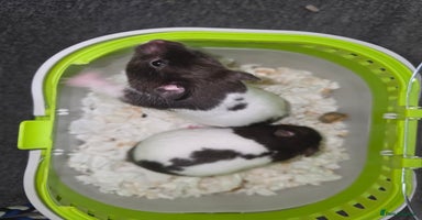 Hamster rodents - Advert 4