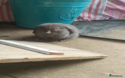Dwarf Lop rabbits for sale: Two beautiful baby bunnies  - Image 6