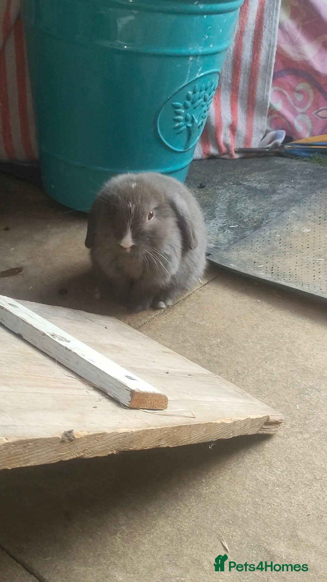 Dwarf Lop rabbits for sale: Two beautiful baby bunnies  - Image 6