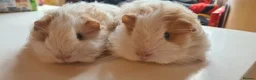 Guinea Pig rodents for sale: Pair of baby sheltie boys - Advert 7