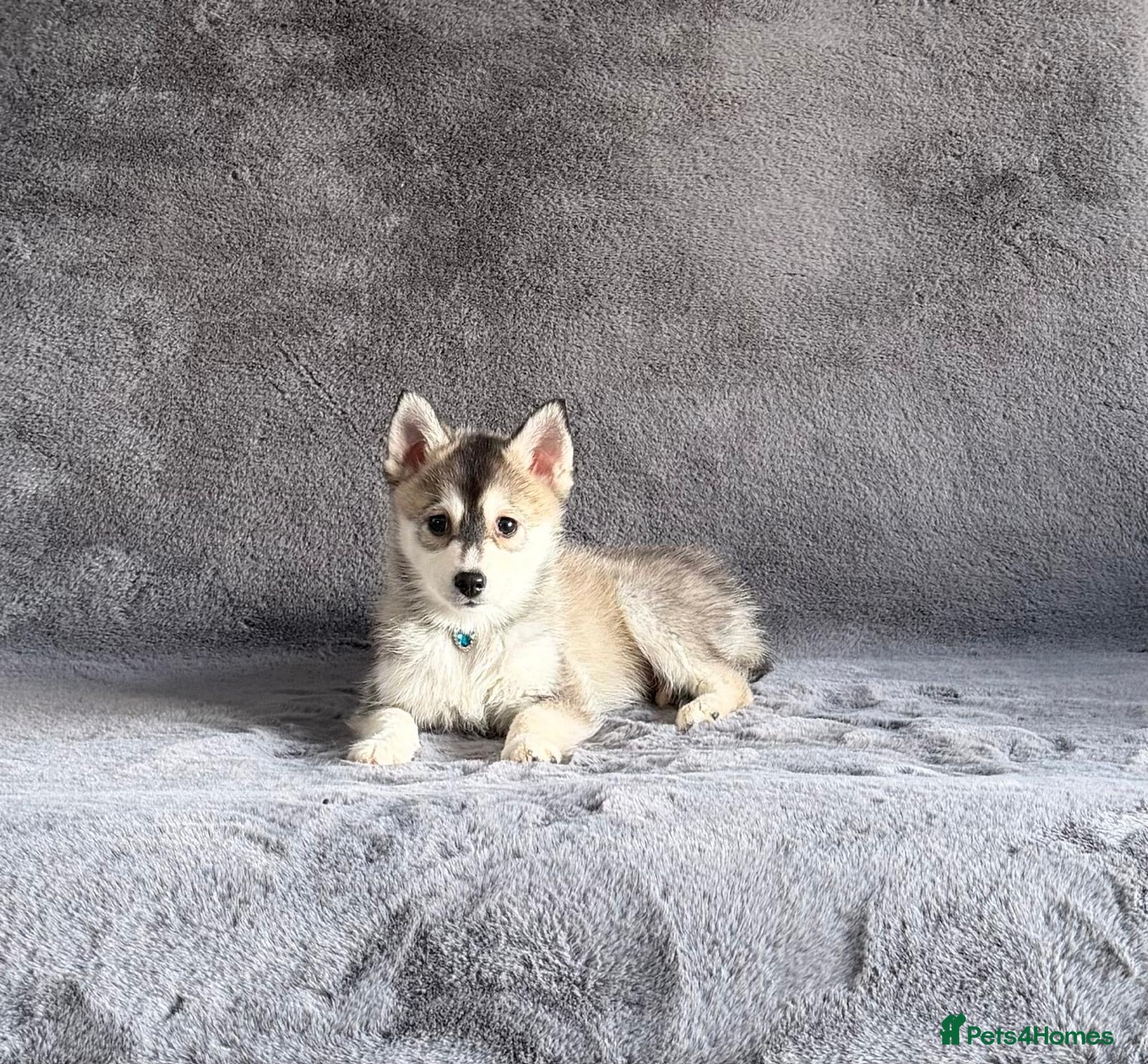 Pomsky dogs (Loki) small wolf grey (f3) male pomsky puppy  - Advert 3