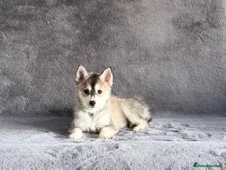 Pomsky dogs (Loki) small wolf grey (f3) male pomsky puppy - Advert 3
