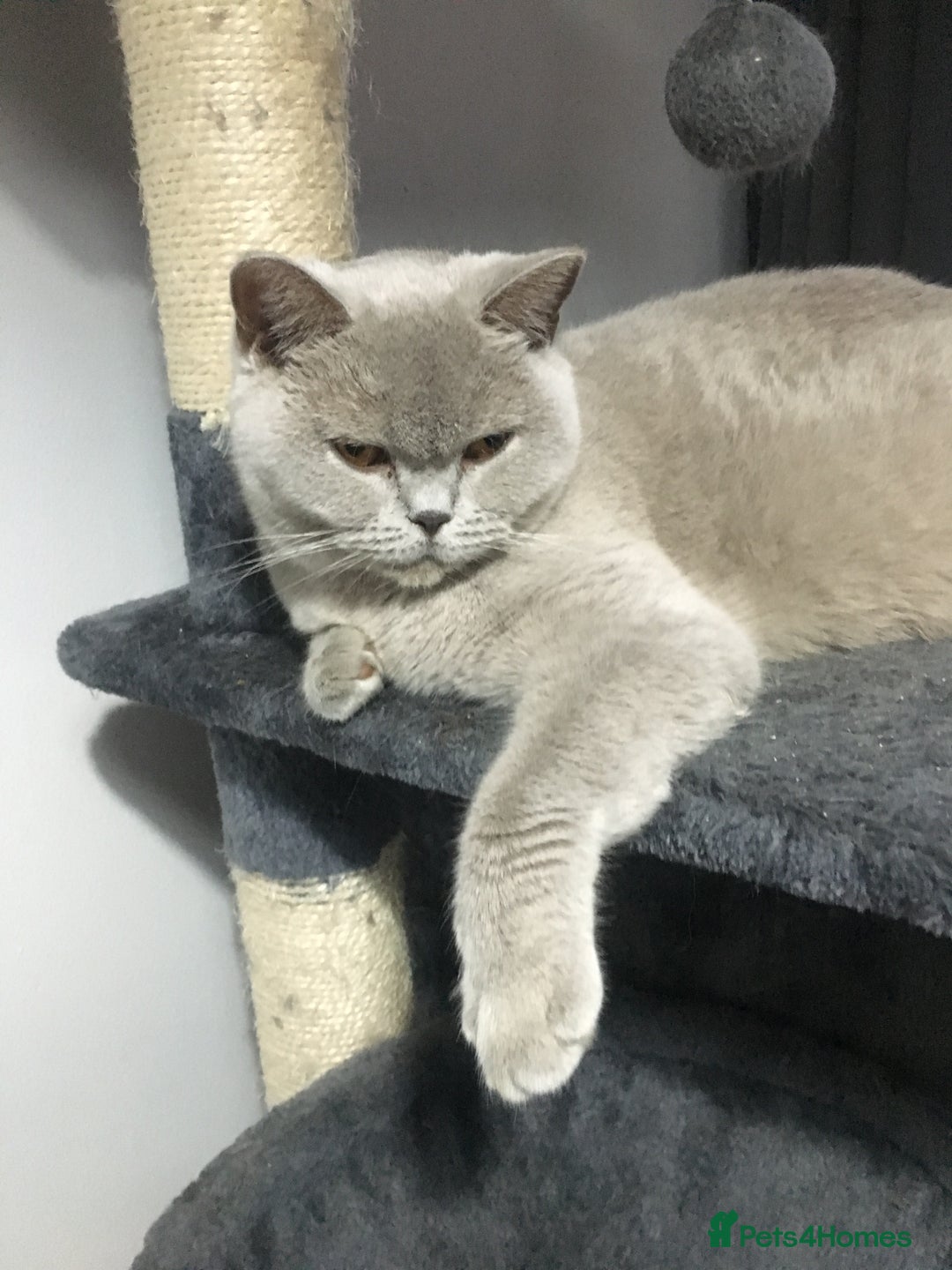 Mixed Breed cats for sale: British shorthaired x - Advert 1