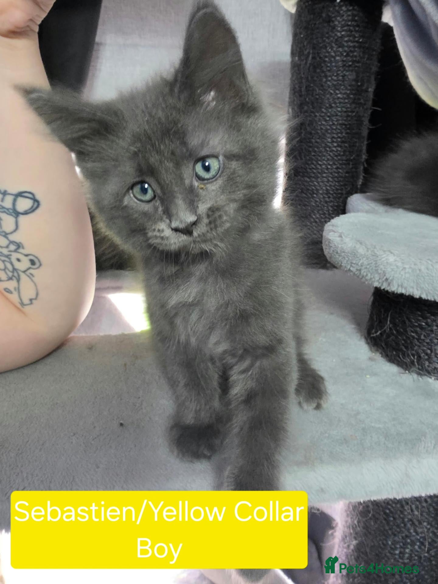 Maine Coon cats Maine Coon Kittens  - Advert 16