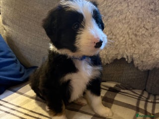 Bearded Collie dogs - Advert 28