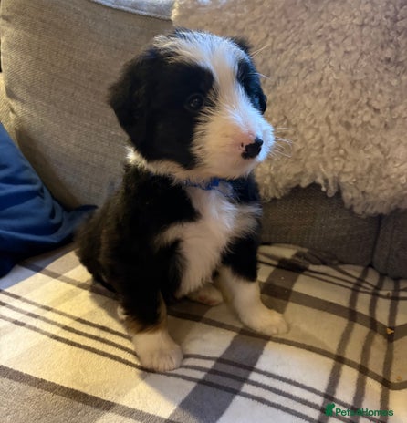 Bearded Collie dogs - Advert 3