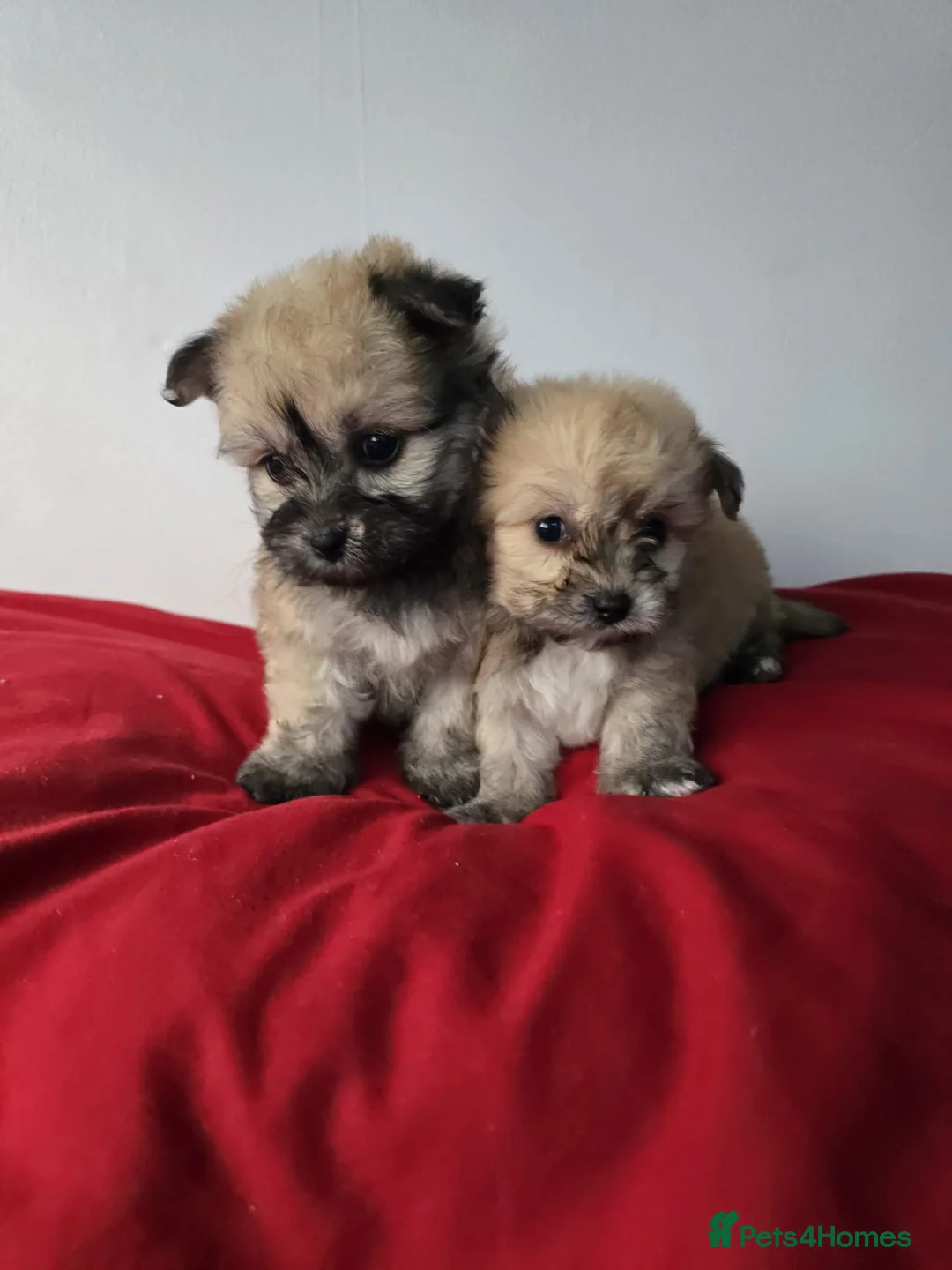 Yorkiepoo dogs for sale: Yorkiepoo puppies  - Advert 10