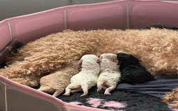 Cockapoo dogs for sale: F1BB Toy Cockapoo puppies - Image 26