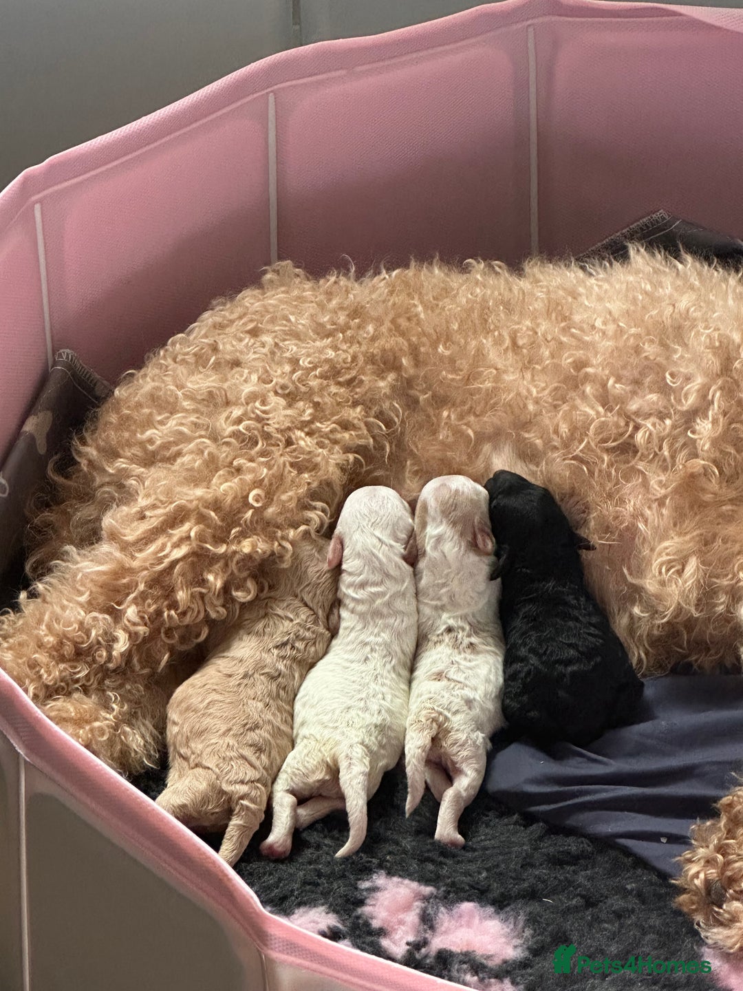 Cockapoo dogs for sale: F1BB Toy Cockapoo puppies - Image 26
