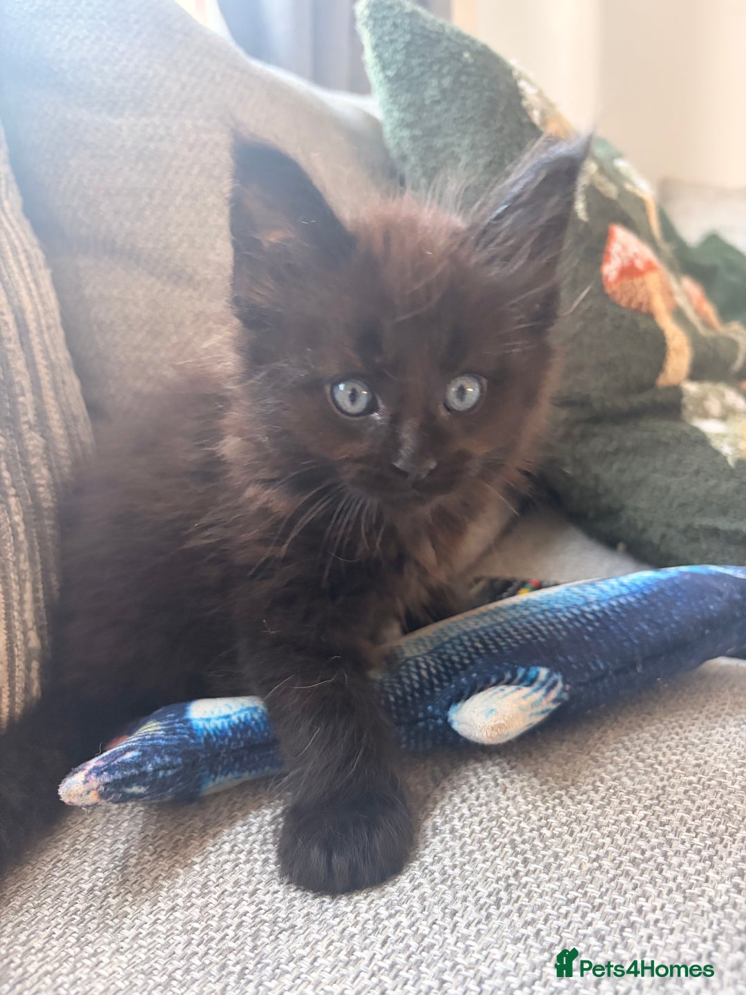 Maine Coon cats for sale: Halloween babies 🎃🐈‍⬛ 2 girls left - Advert 11